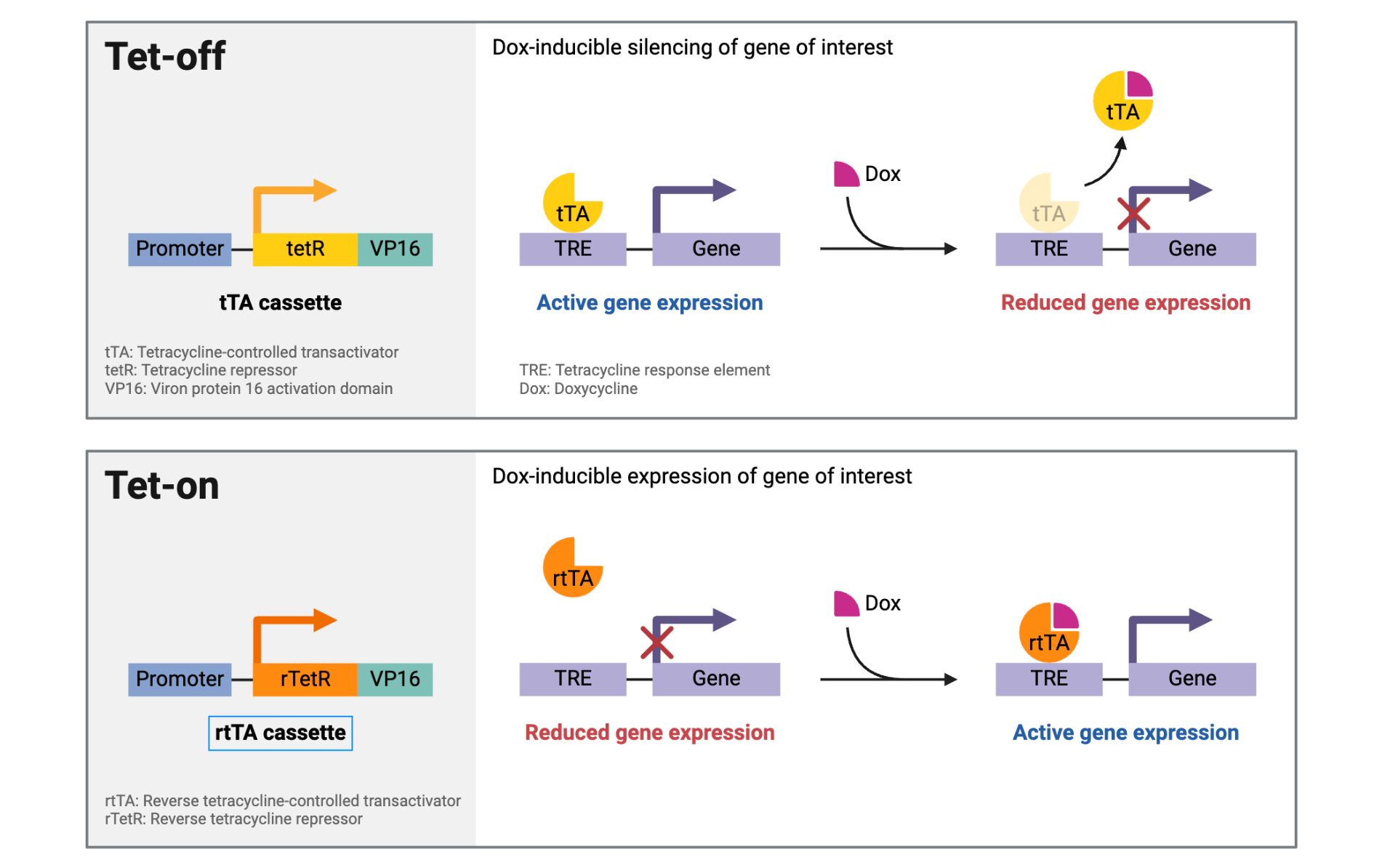 Bootcamp Part 1 — Bio Basics, Phage Therapeutics, DNA Designs, Genetic Circuits