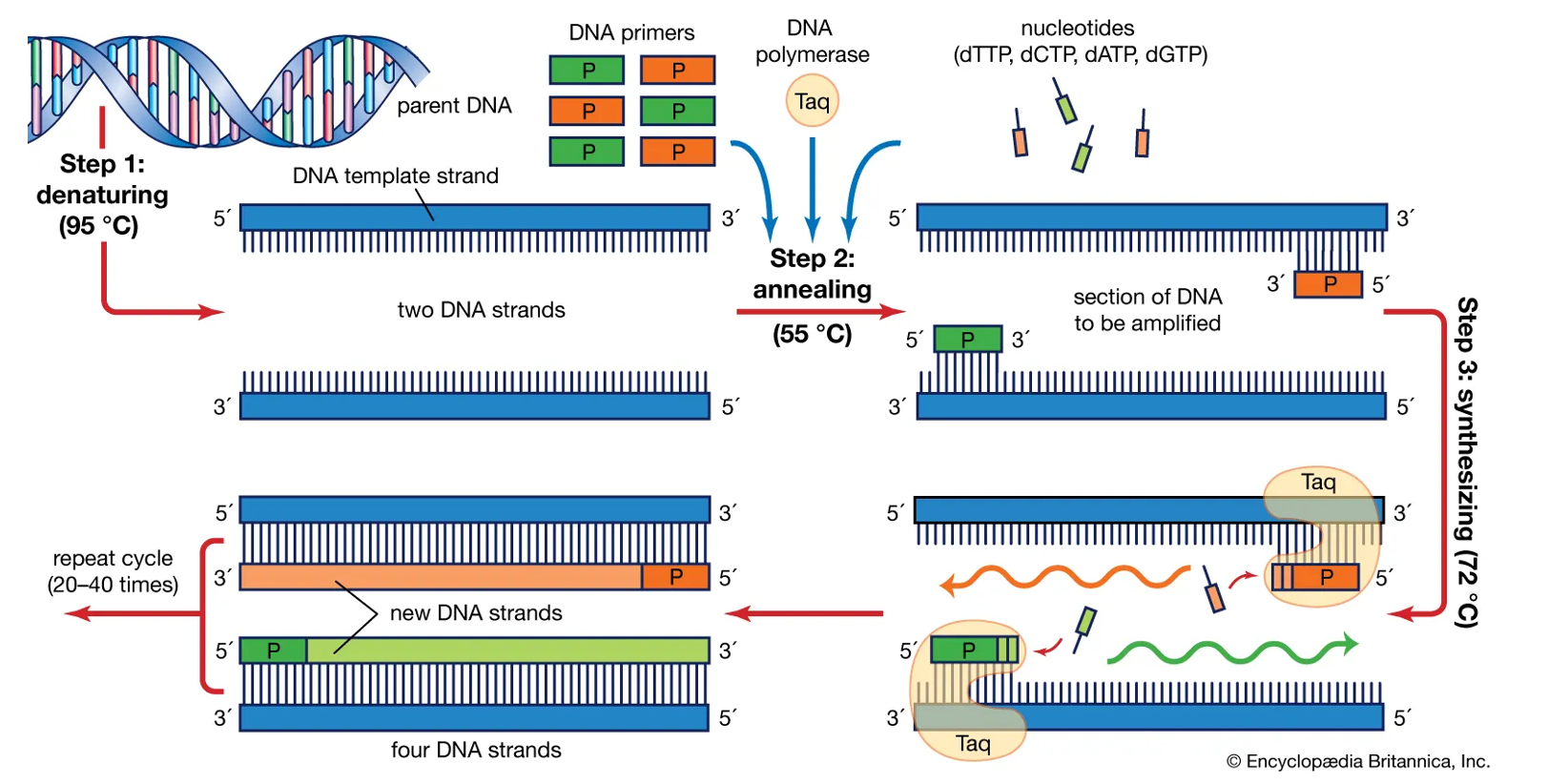 Bootcamp Part 2 — Scientific Method, Experimental Design & Lab Techniques