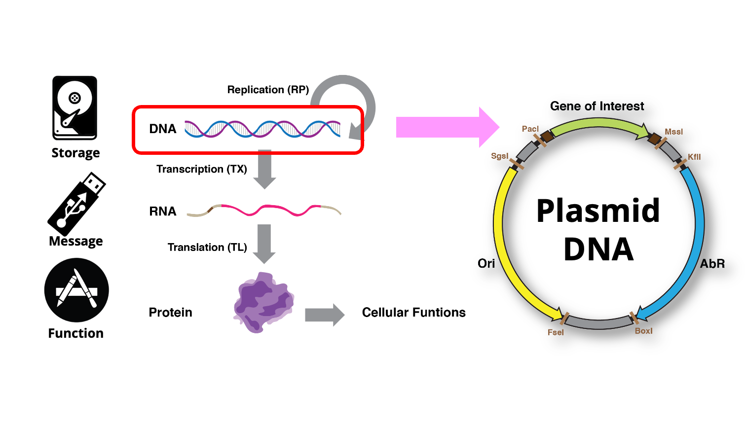 Bootcamp Part 3 — Python, Colab, Benchling & Accessible Biolabs