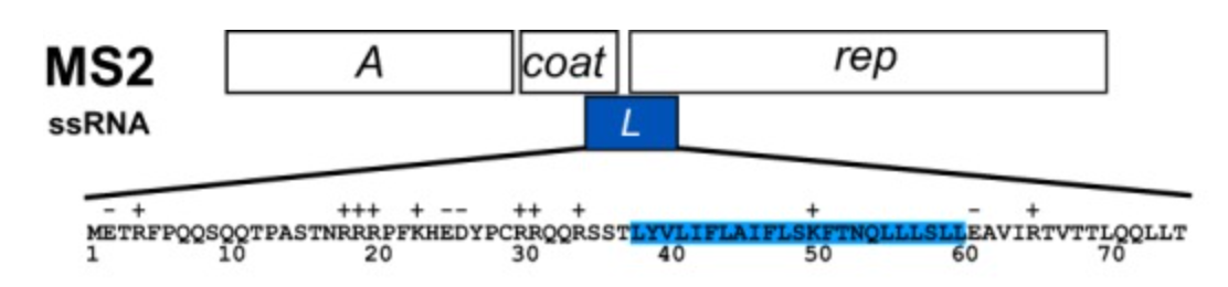 MS2 genome and L gene region