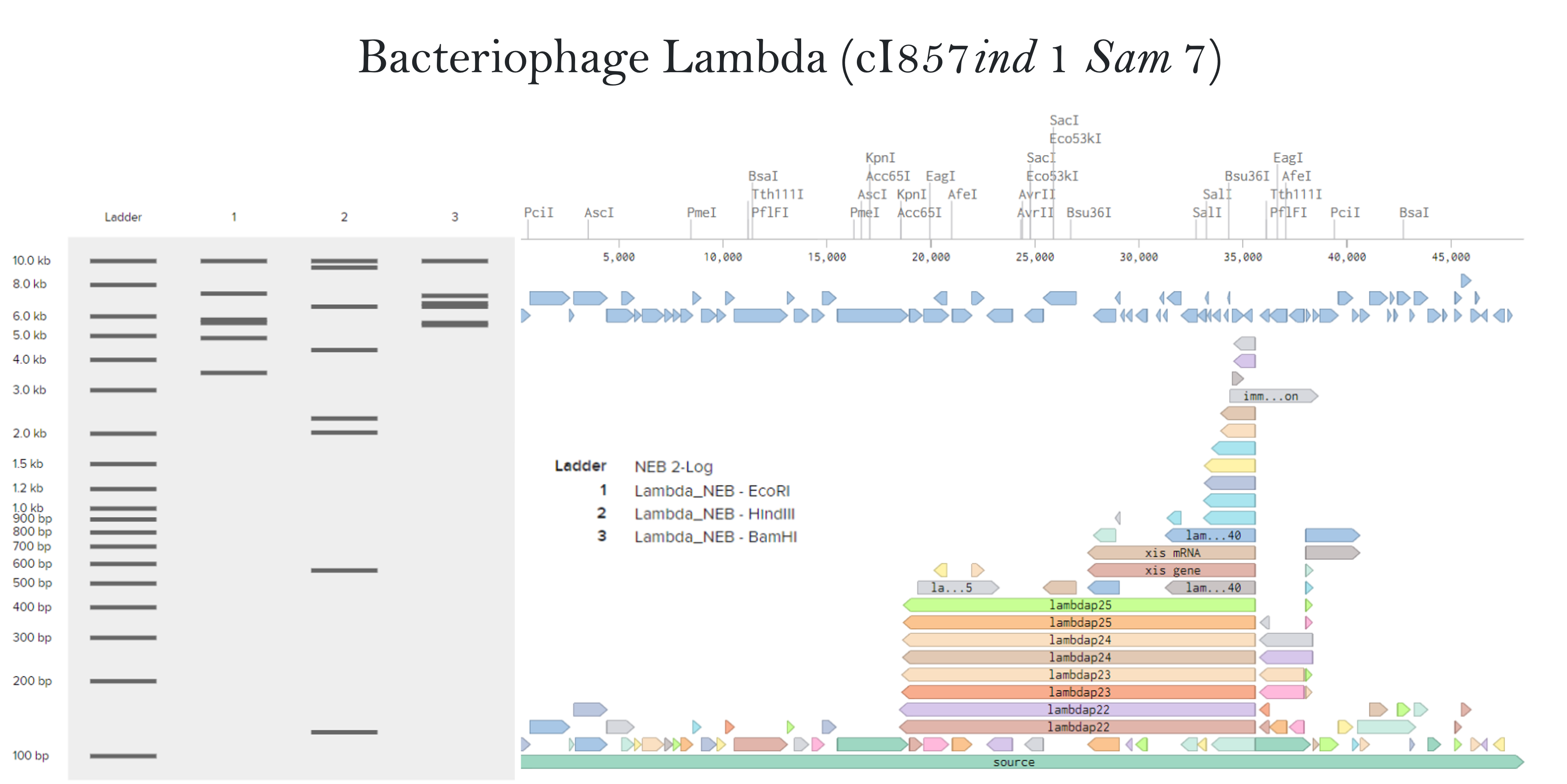 Lambda banding pattern