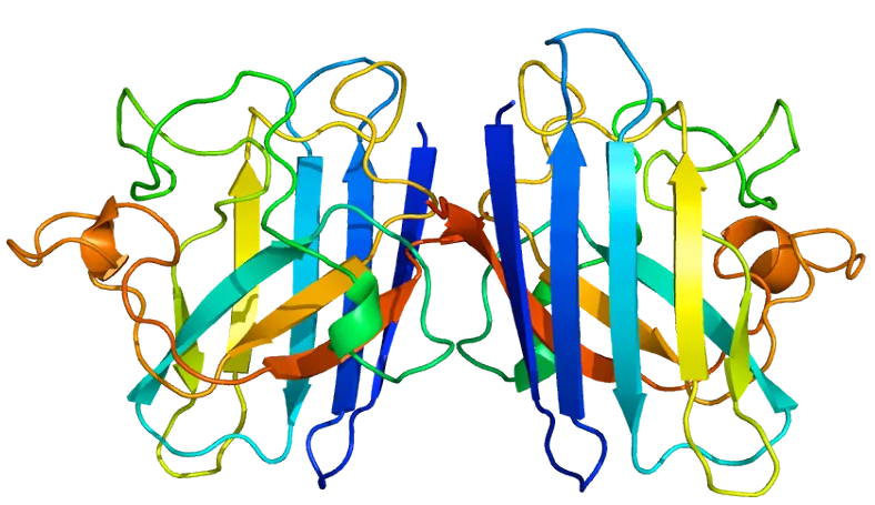SOD1 structure ribbon diagram