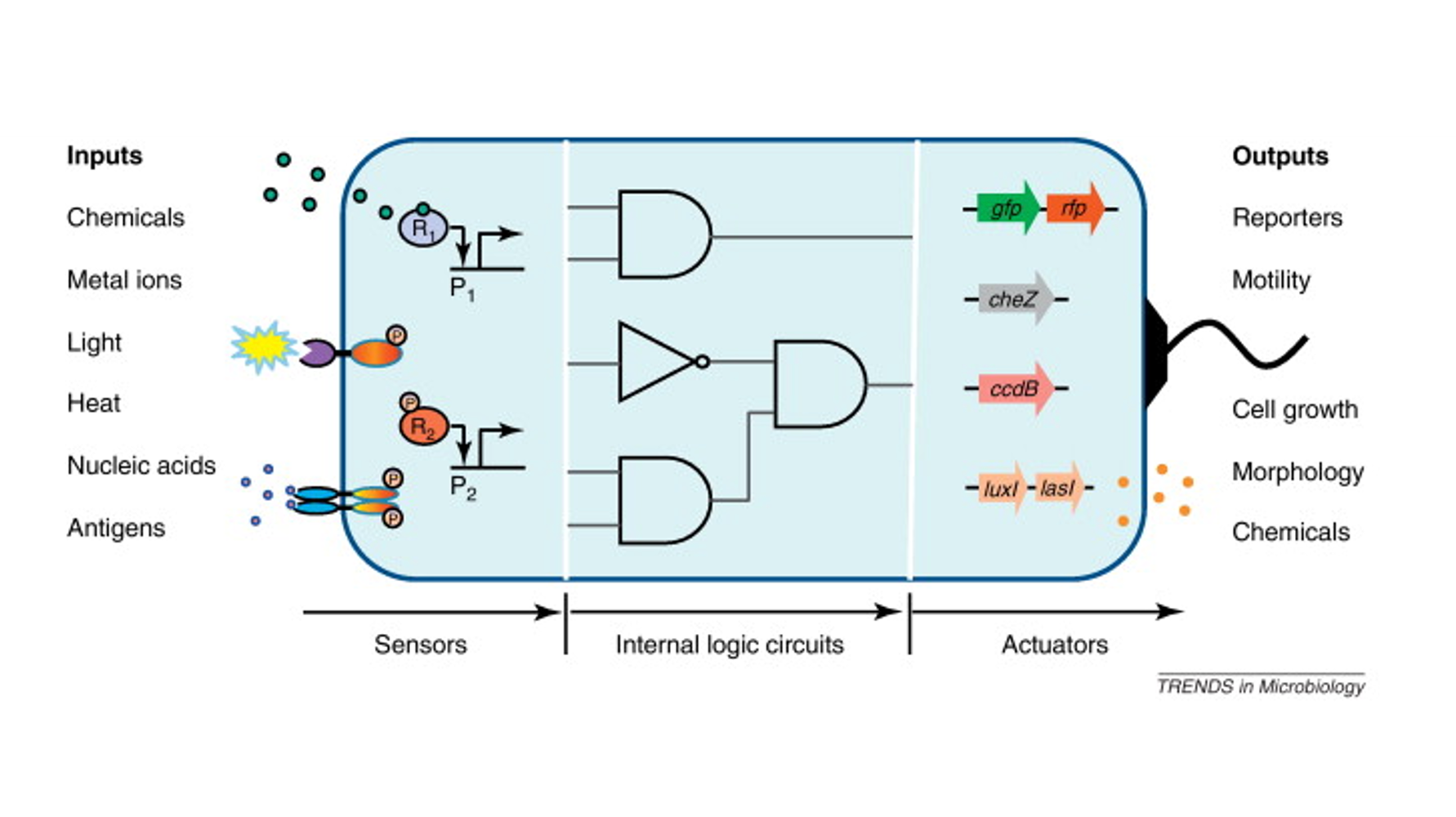 Gibson assembly figure