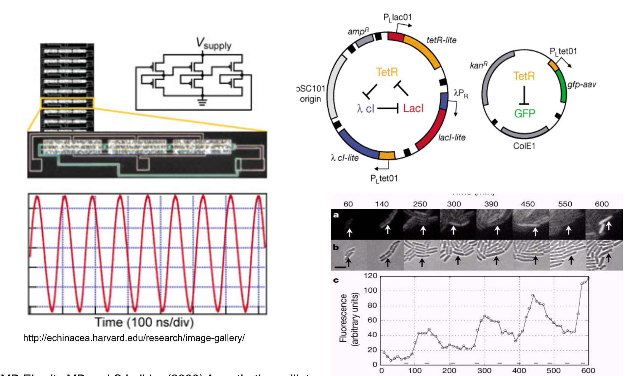 DNA design & circuits collage