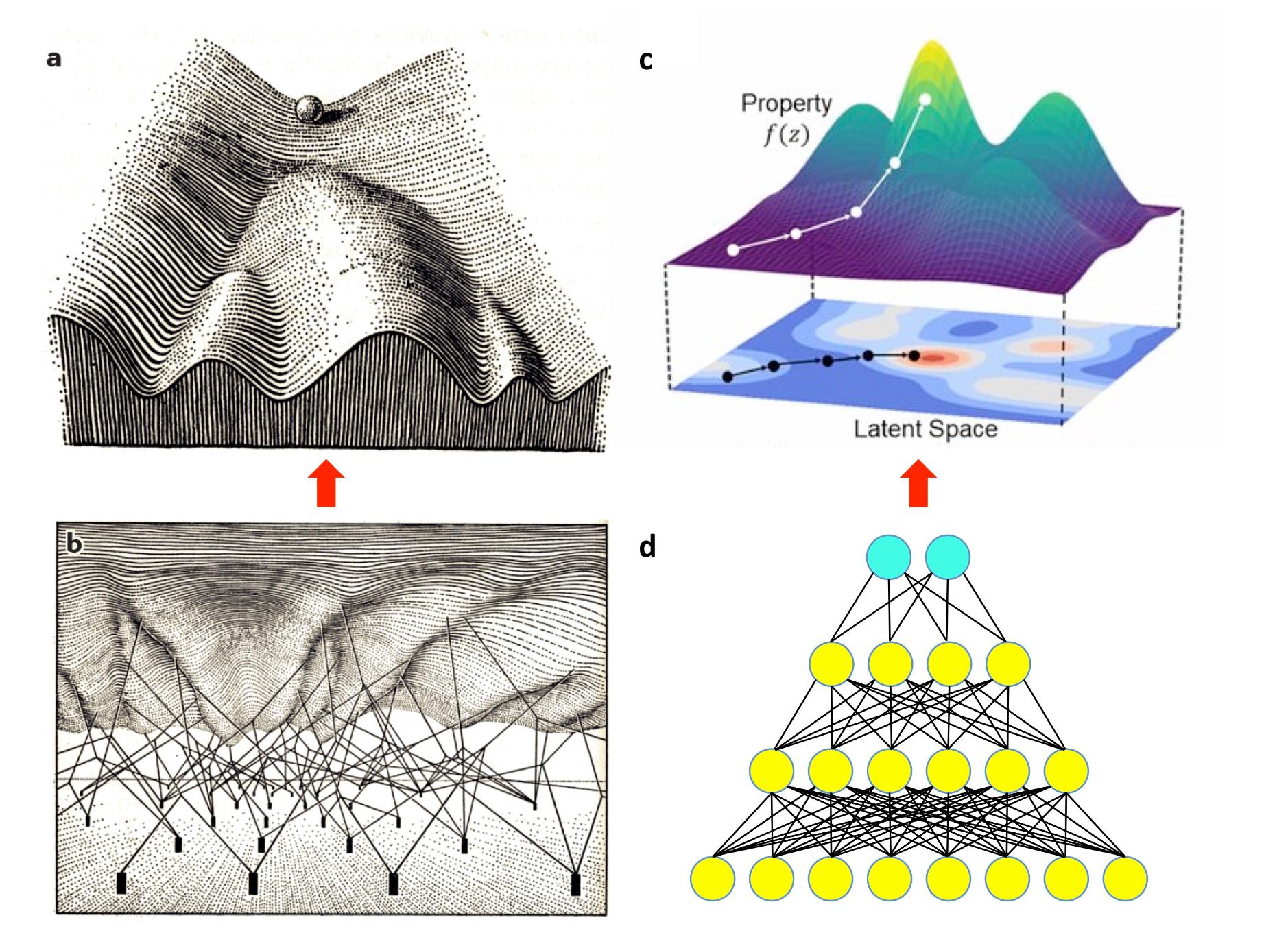 morphogenesis