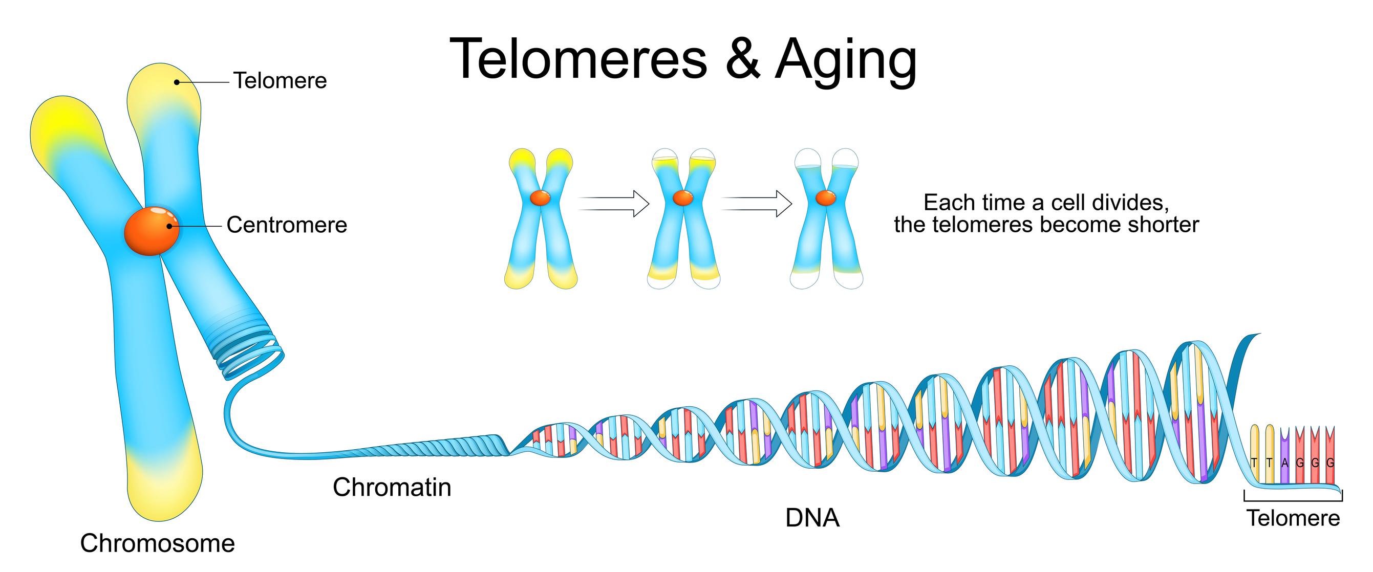 Linear DNA