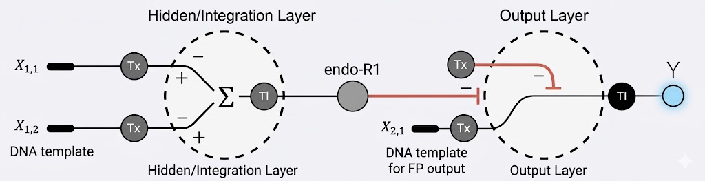 Multilayer perceptron