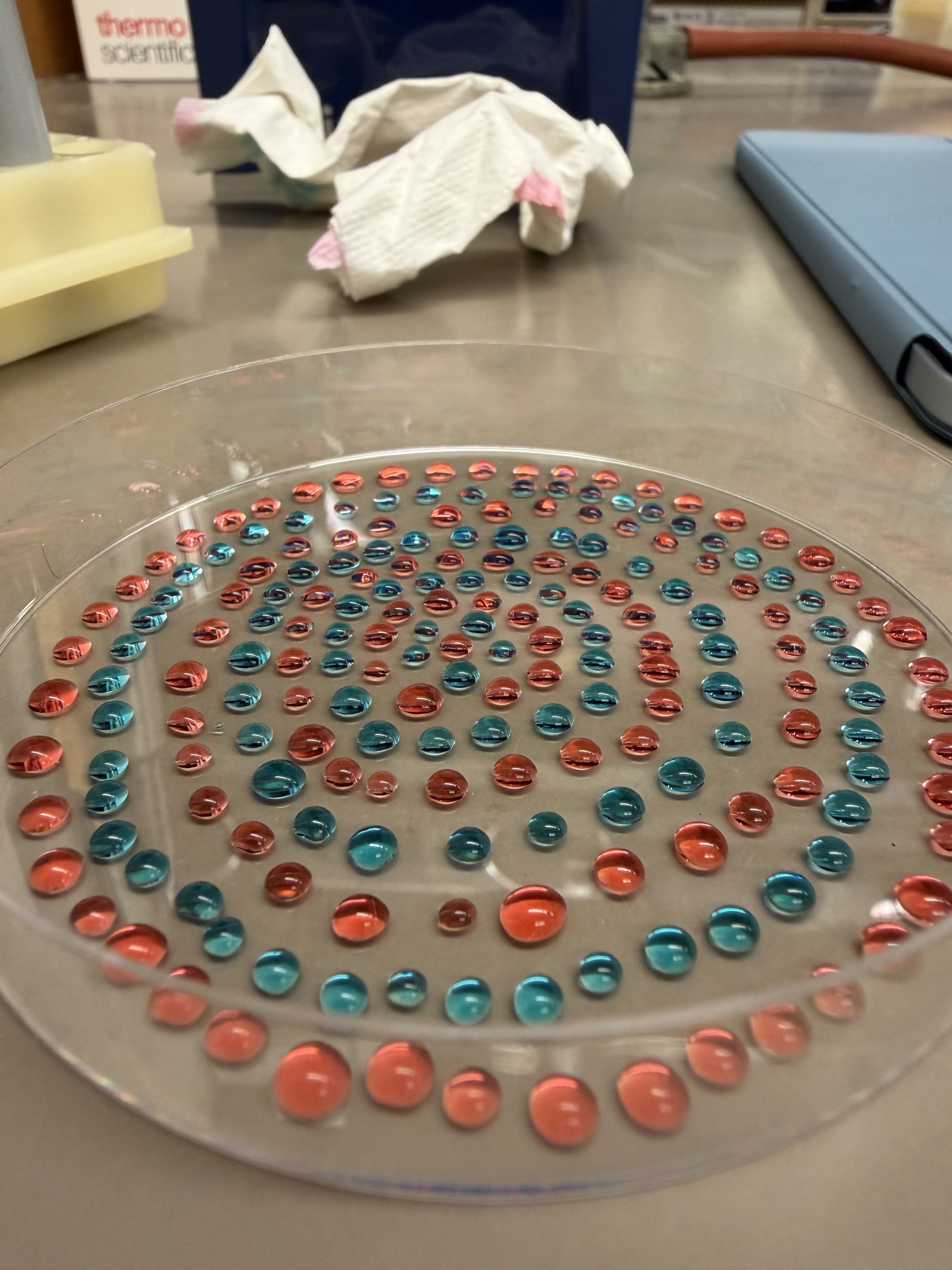Petri Dish Art