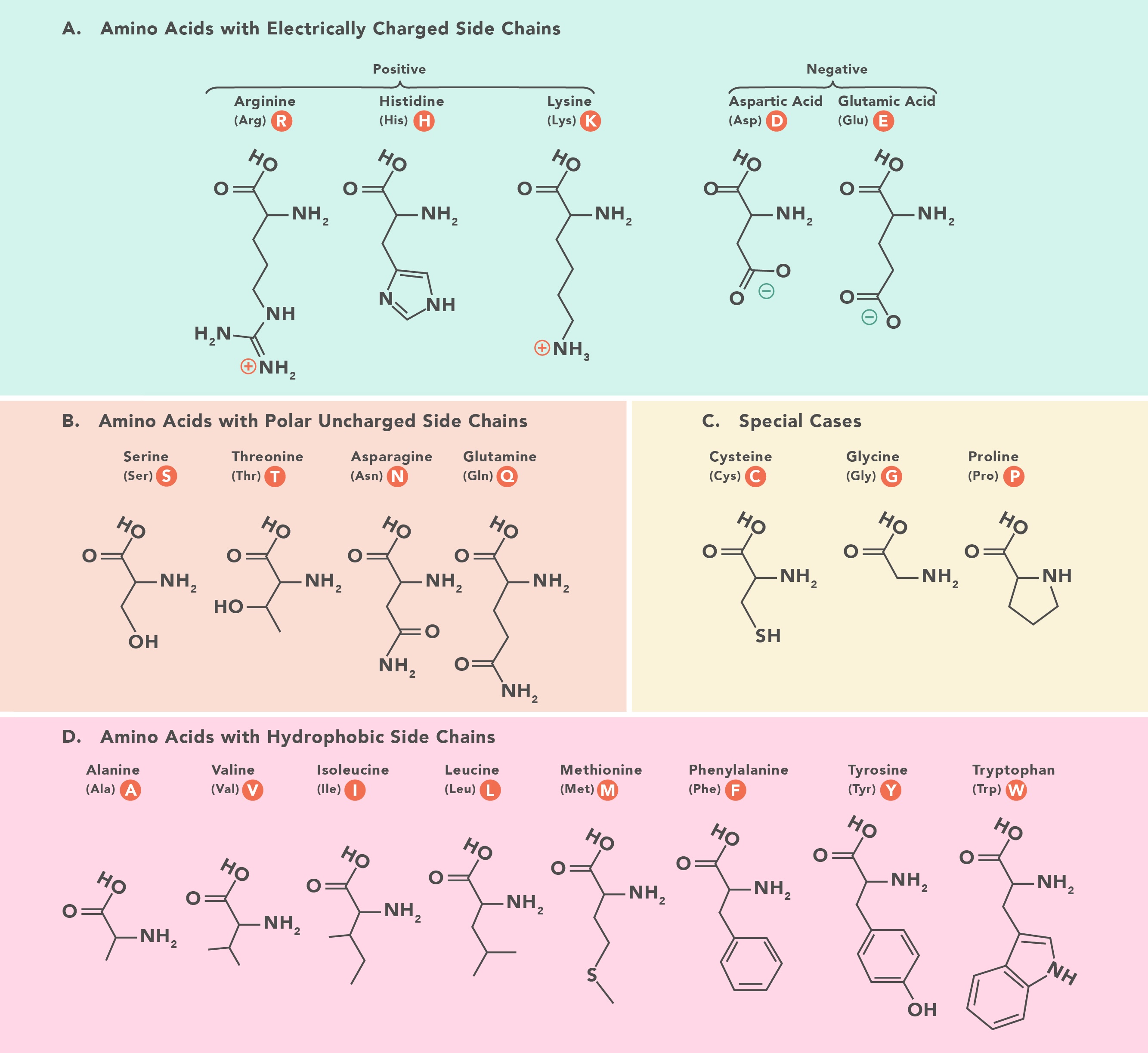 Amino Acid Codon Table