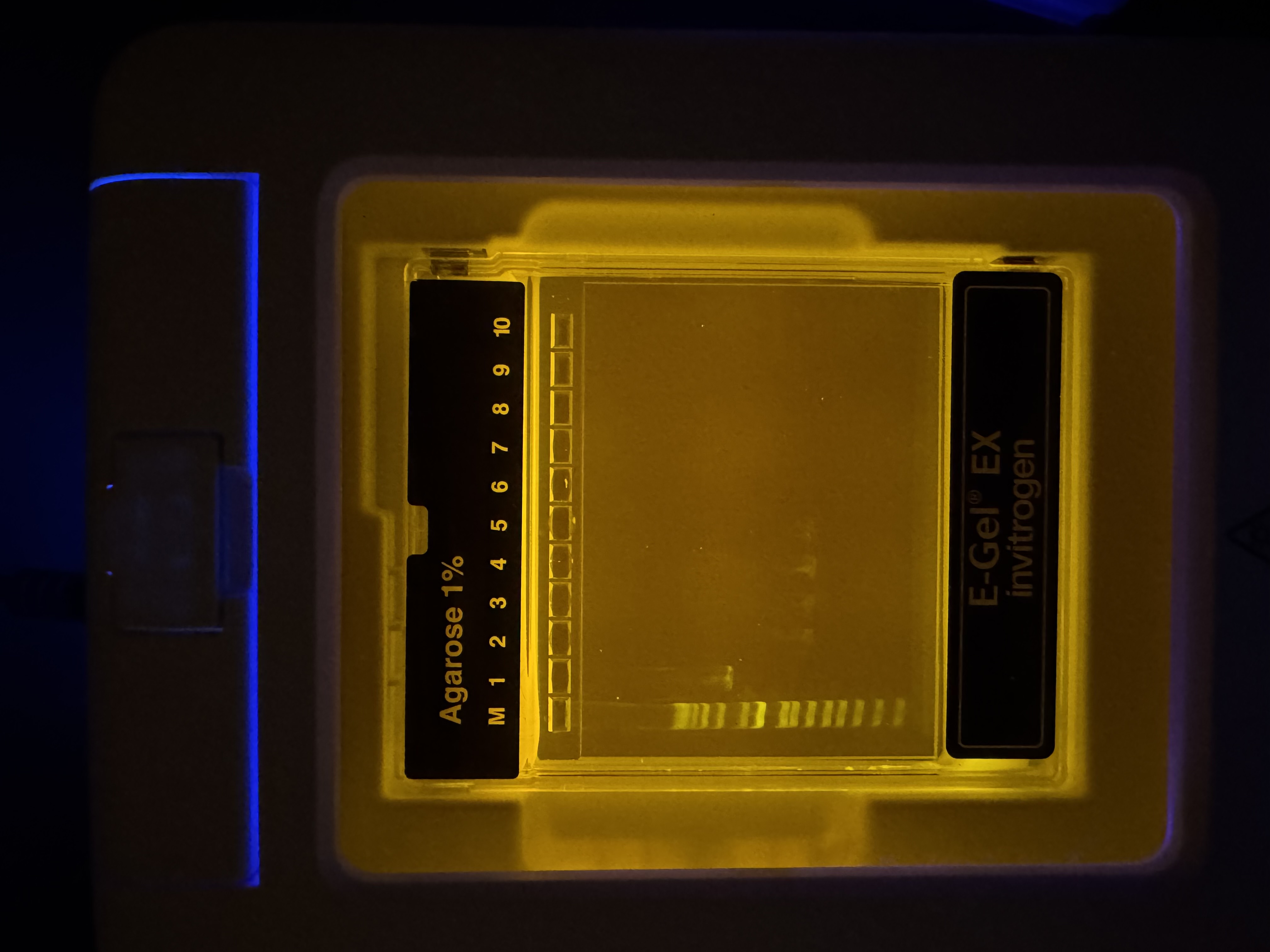 Gel Analysis