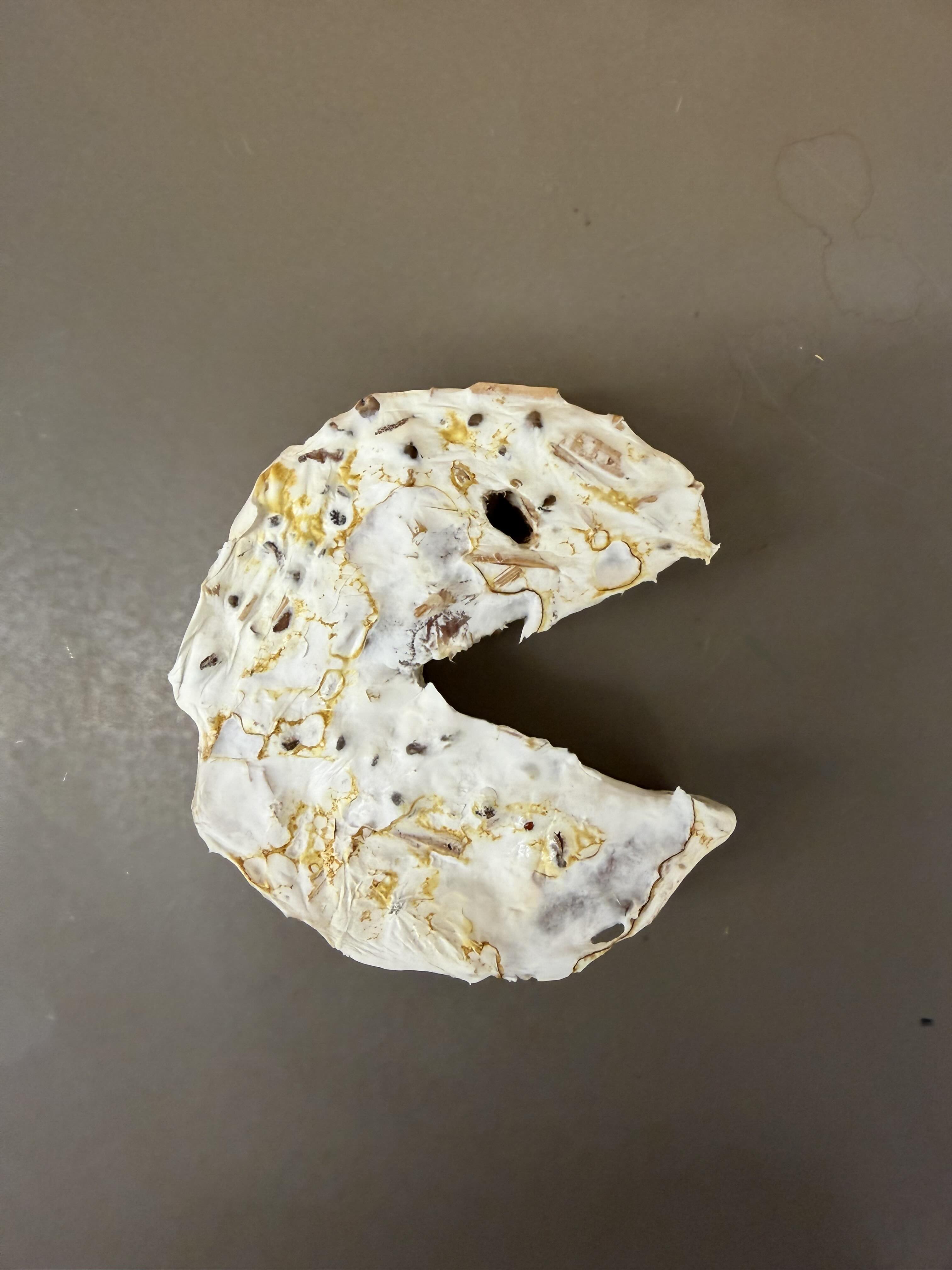 Mycelium Growth