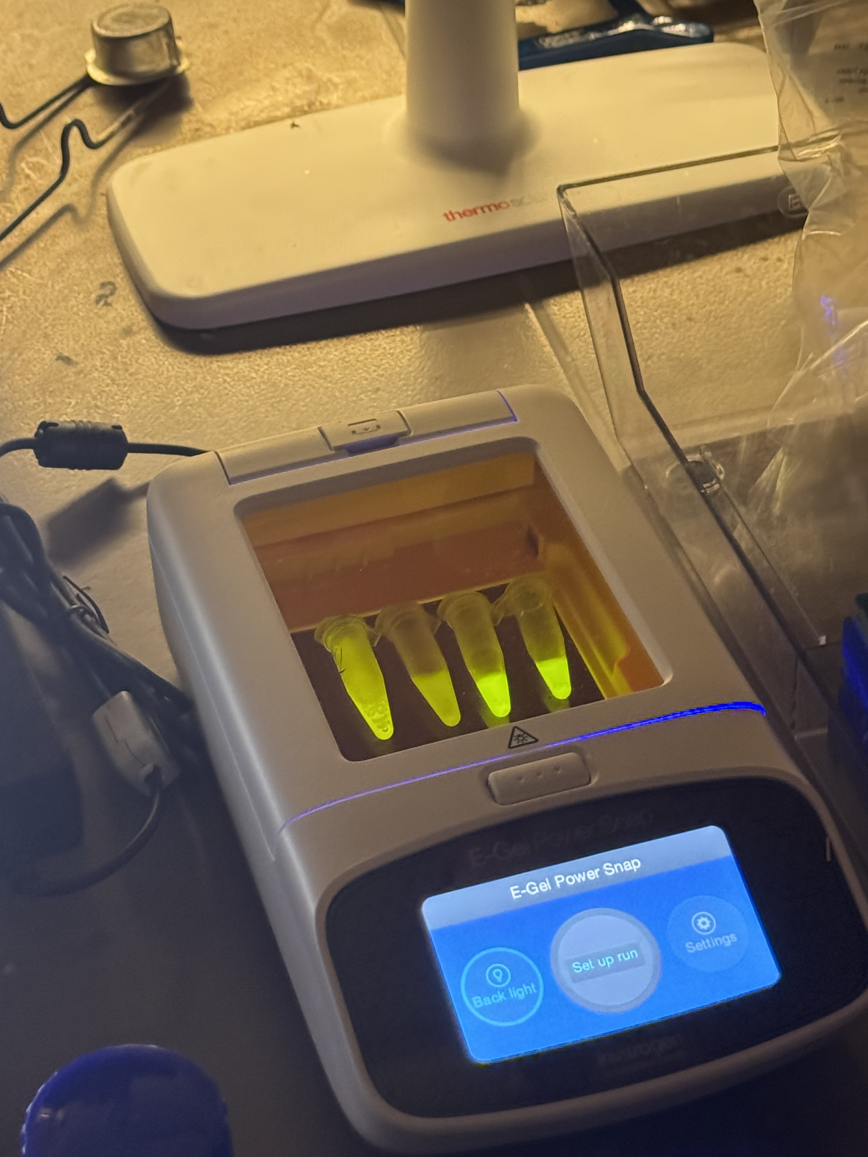 Final Eluted Protein