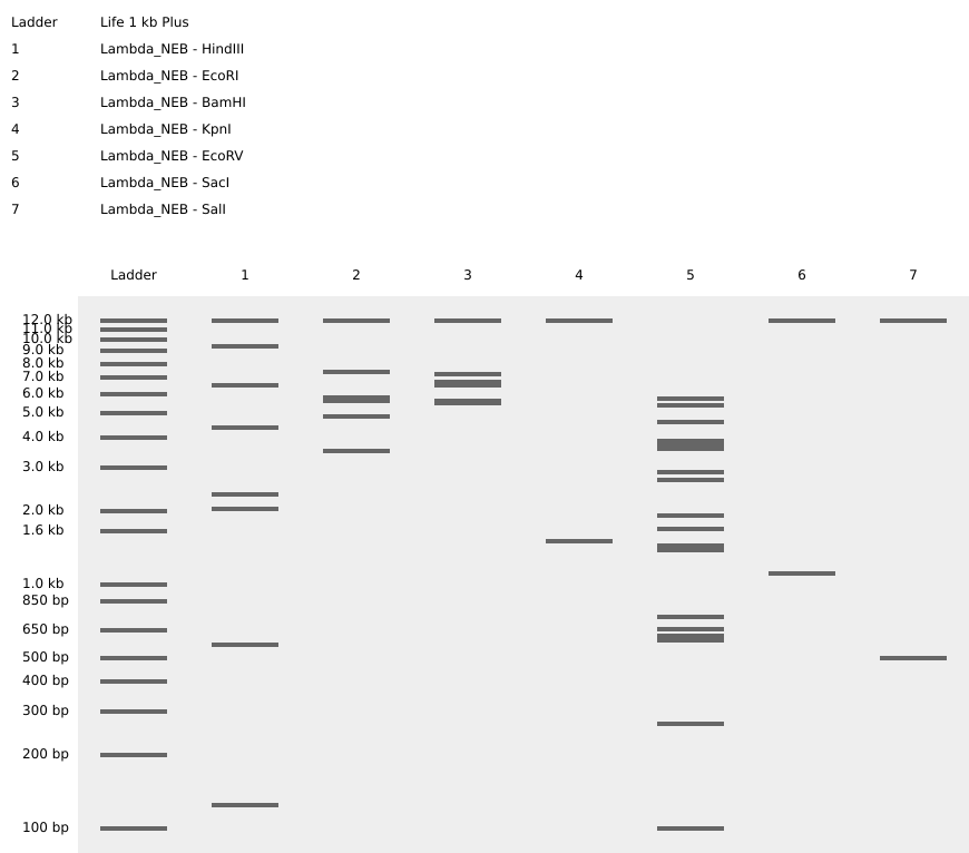 Virtual digest of Lambda NEB with all 7 enzymes