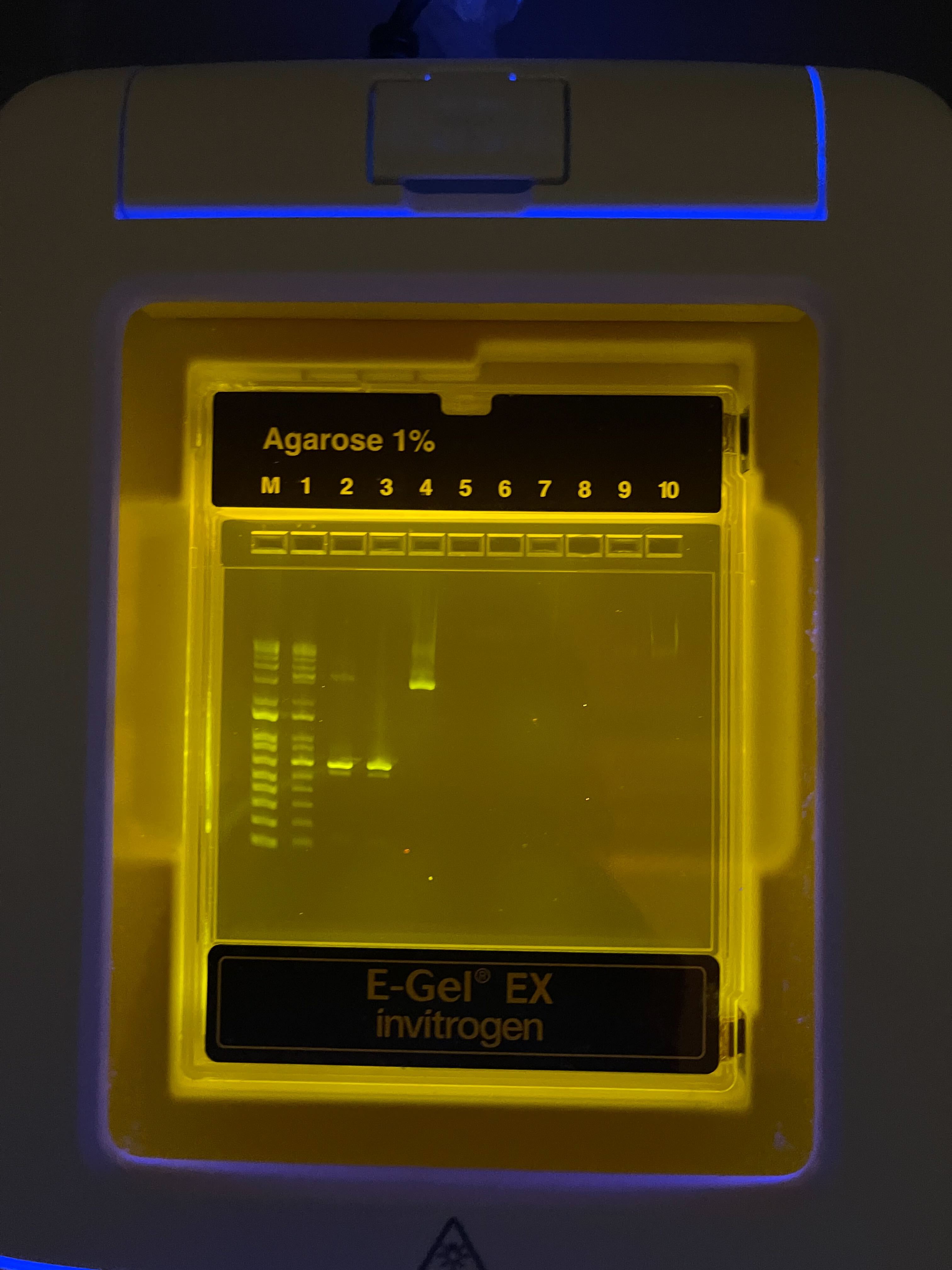 e-gel image