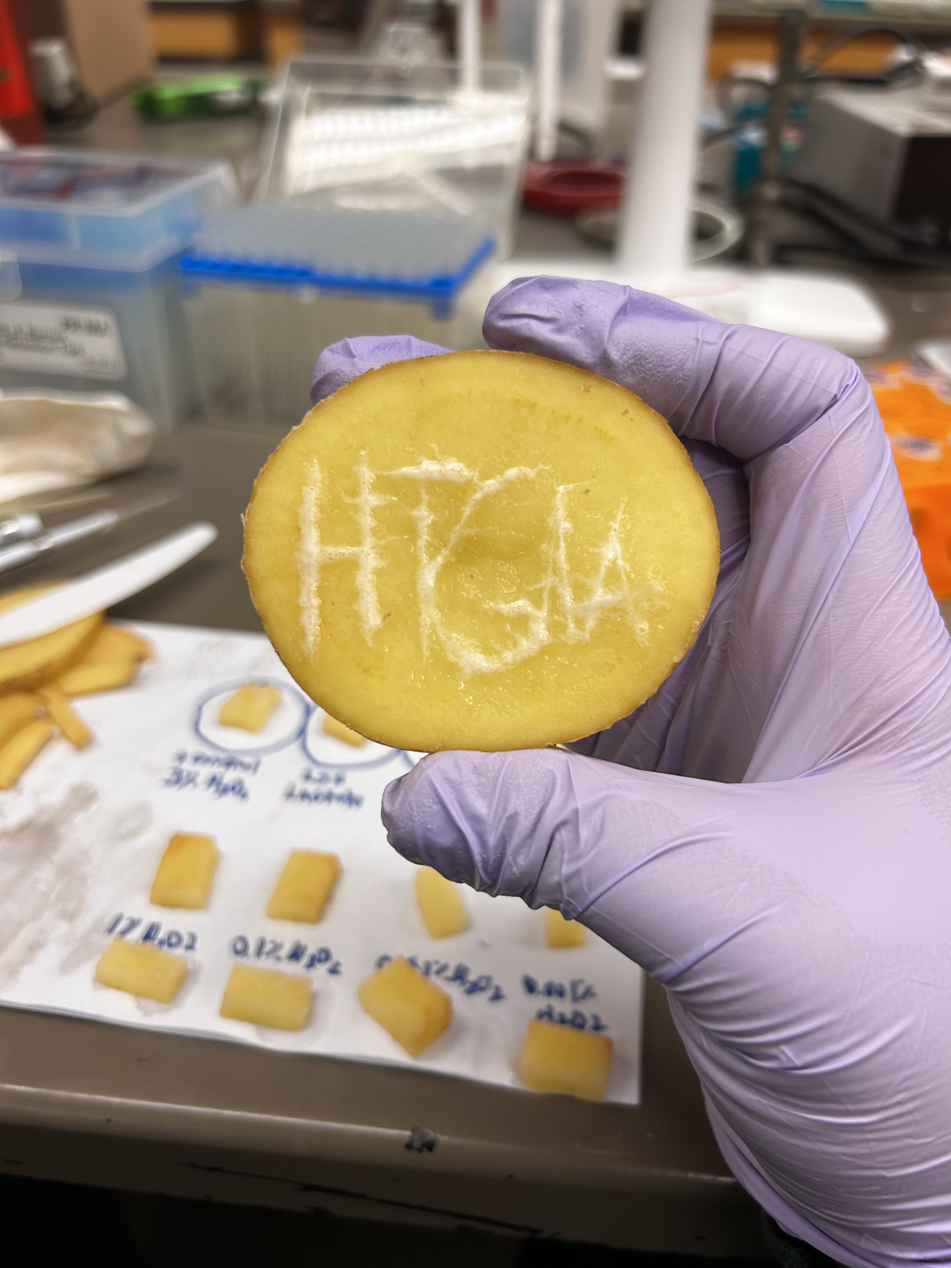 HTGAA Potato