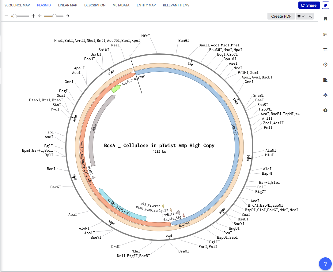 Twist Optimized Cellulose Synthase in Plasmid