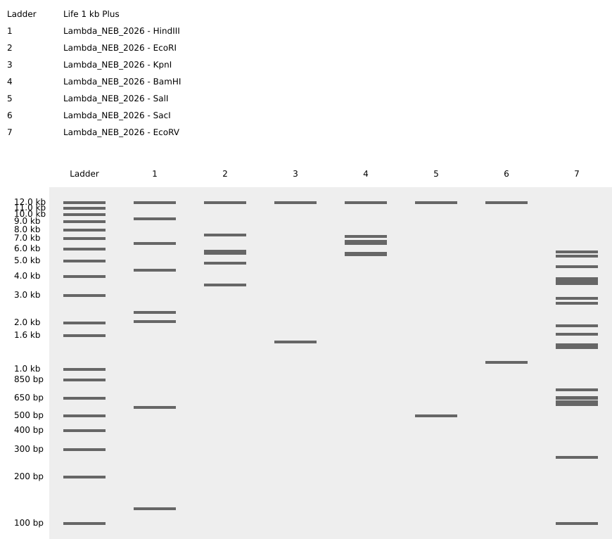Virtual Digest from Benchling