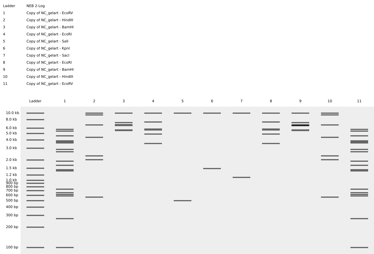 Benchling gel layout