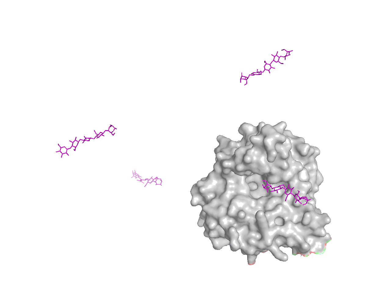 Surface + ligand (ligand-bound cleft)