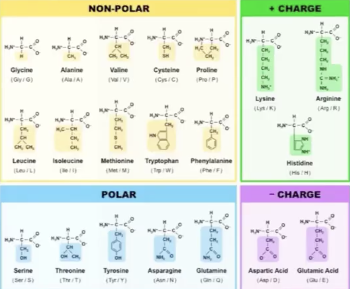 protein chain