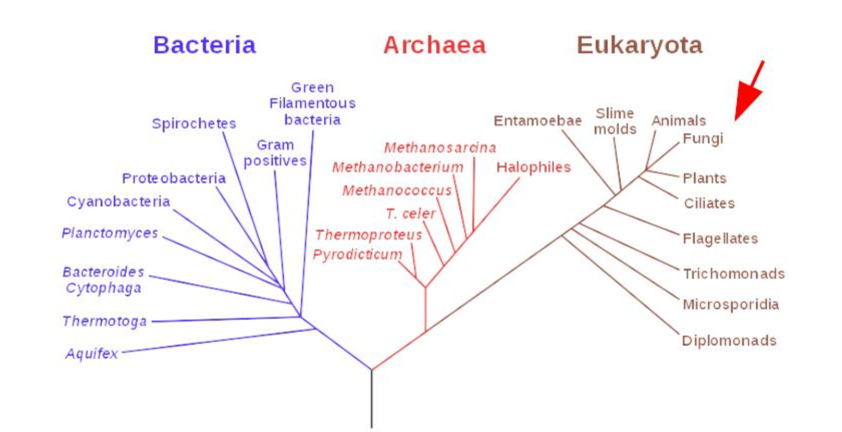 Fungi within Eukaryota