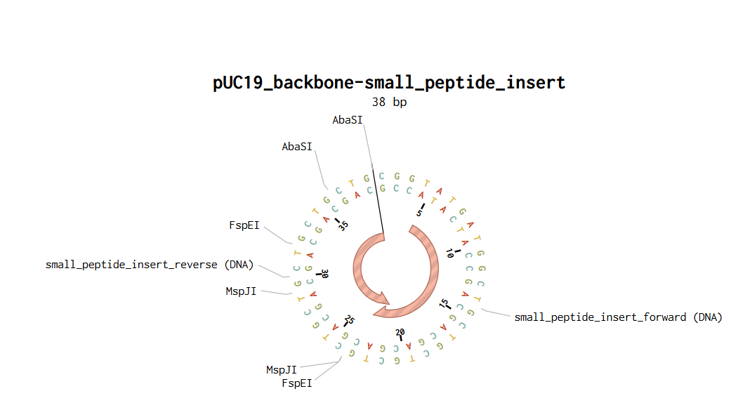 plasmid