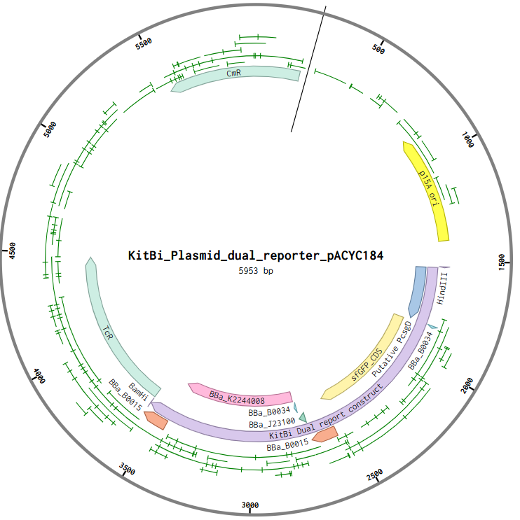 kitbiplasmid.png