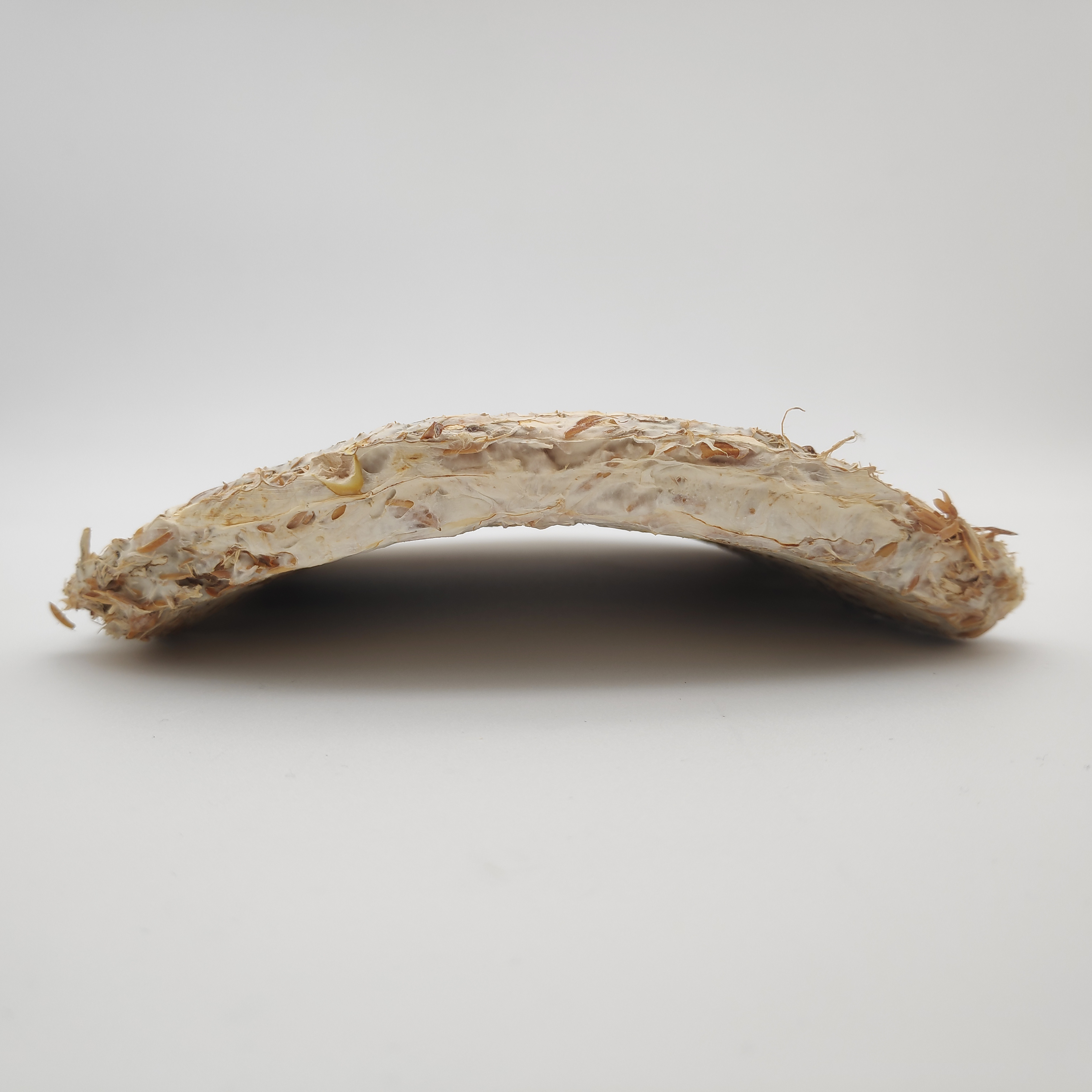 Mycelium surfboard