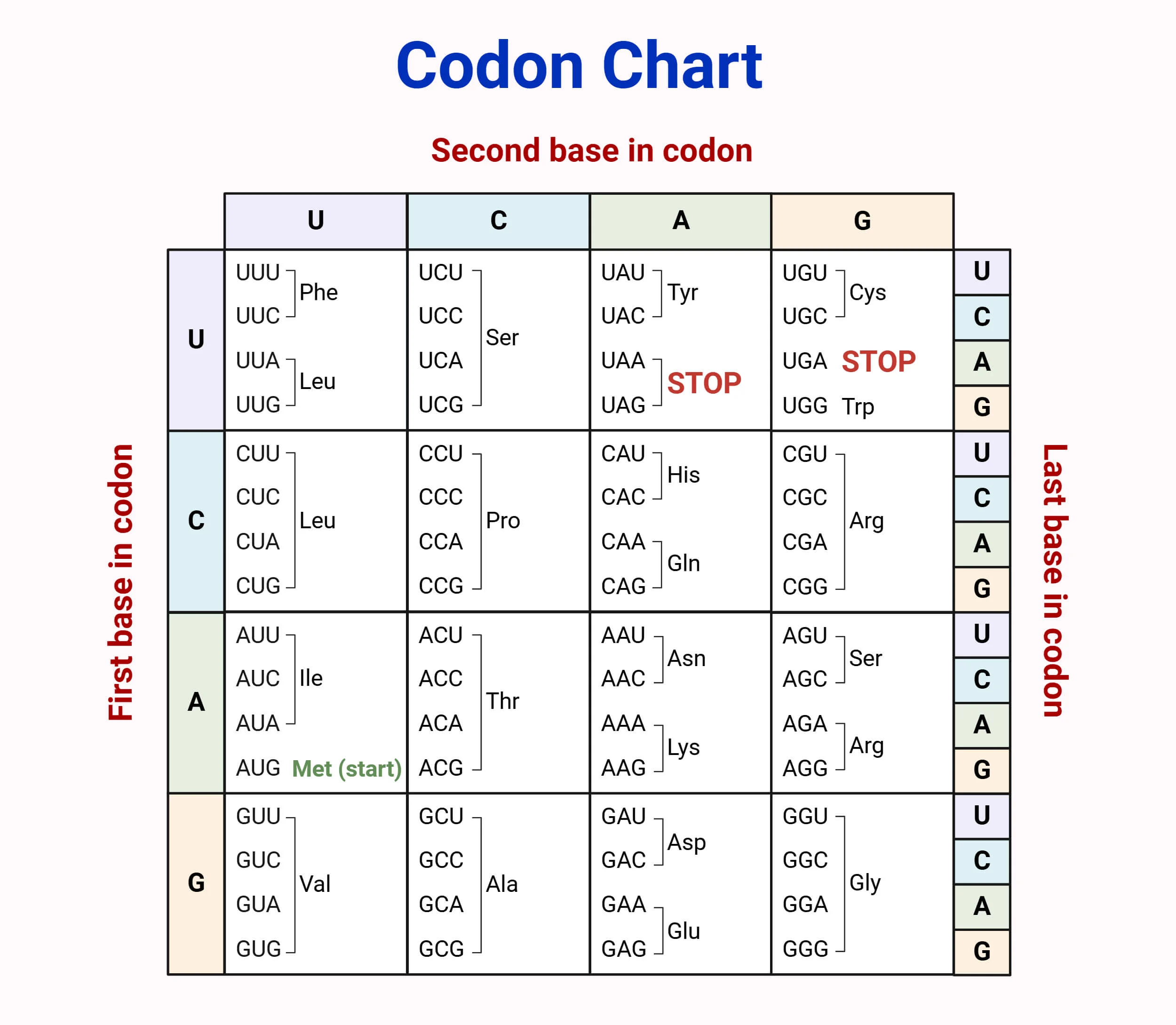 codons