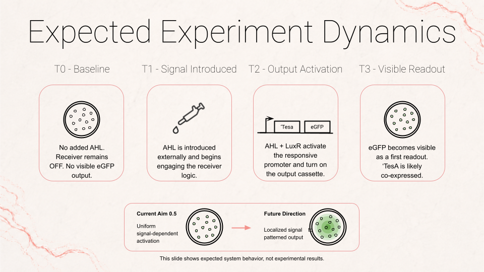 Expected experimental dynamics figure