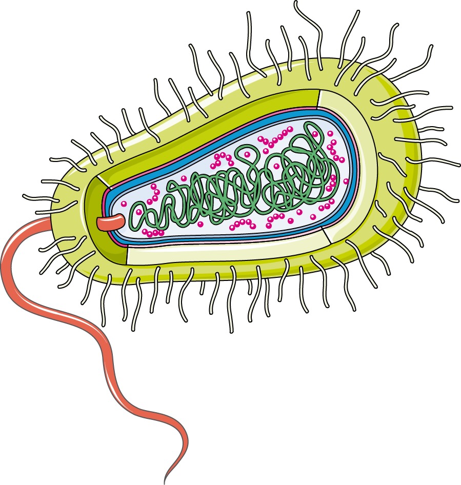 NIH_Bioart_Bacterium