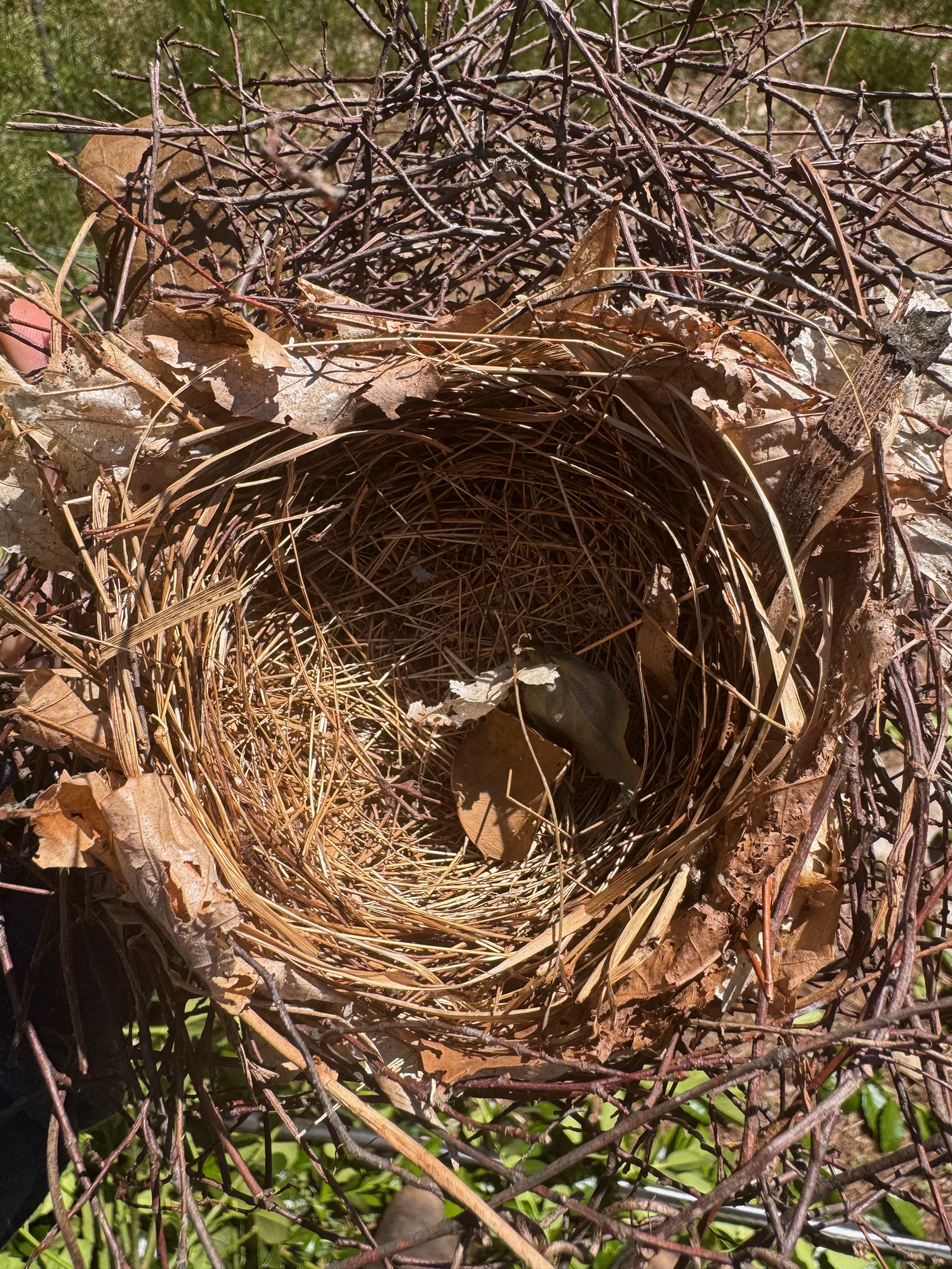 RobinNest