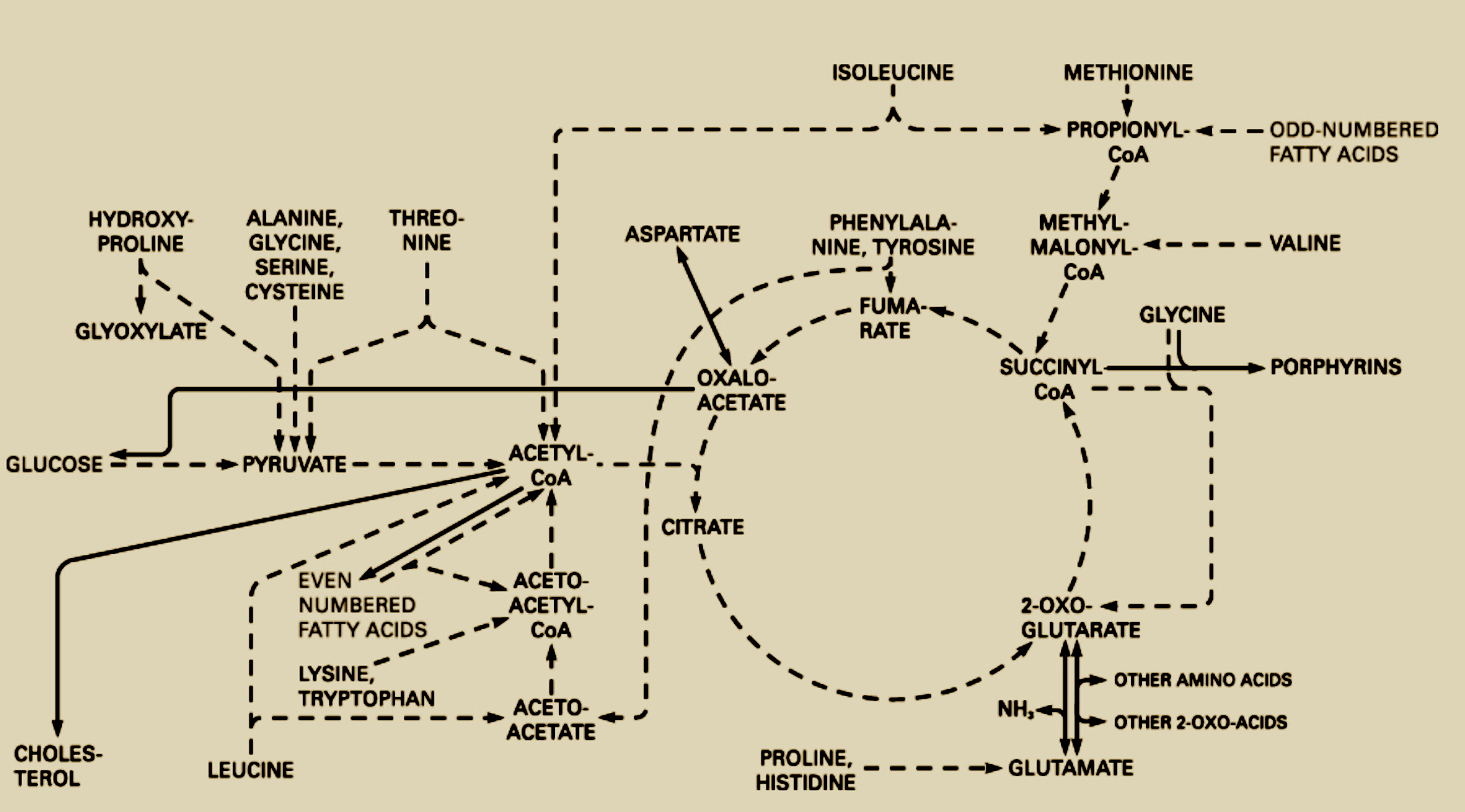 actualcellularaerobicrespirationmill