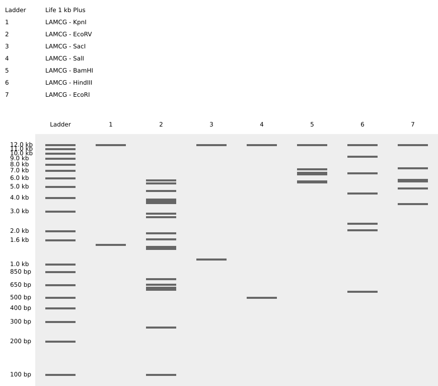 All Enzymes Virtual Digest
