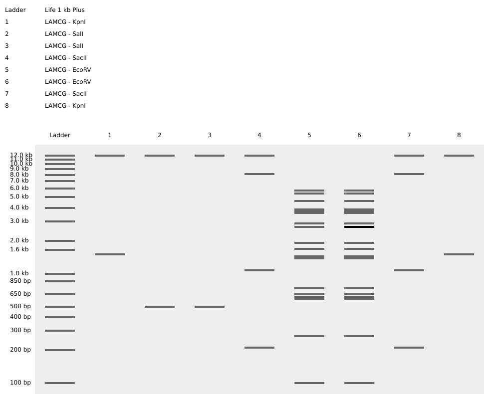 Butterfly Art 1 Virtual Digest