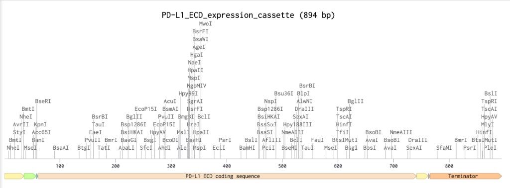 Benchling Expression Cassette Map