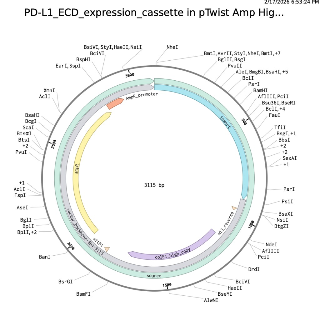 Plasmid Map (PDF Update)