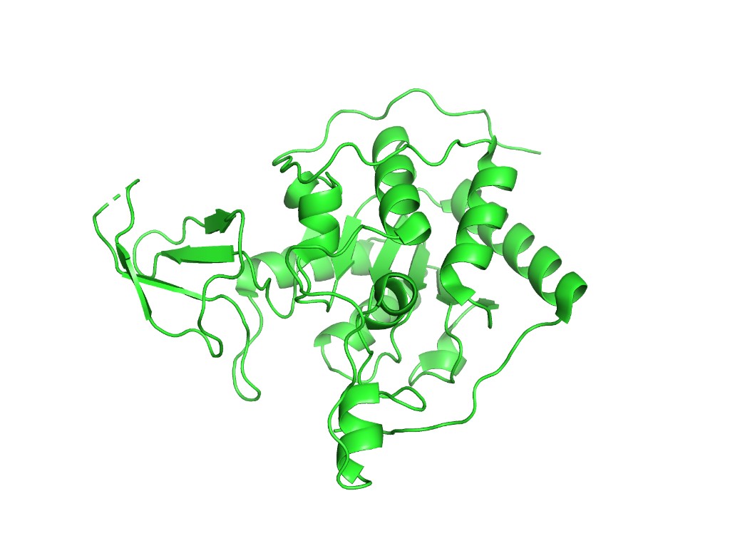 SIRT6 Cartoon Representation — shows the overall fold with helices as ribbons and sheets as arrows