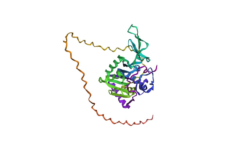 ESMFold prediction of SIRT6 — rainbow coloring from N-terminus (blue) to C-terminus (red)