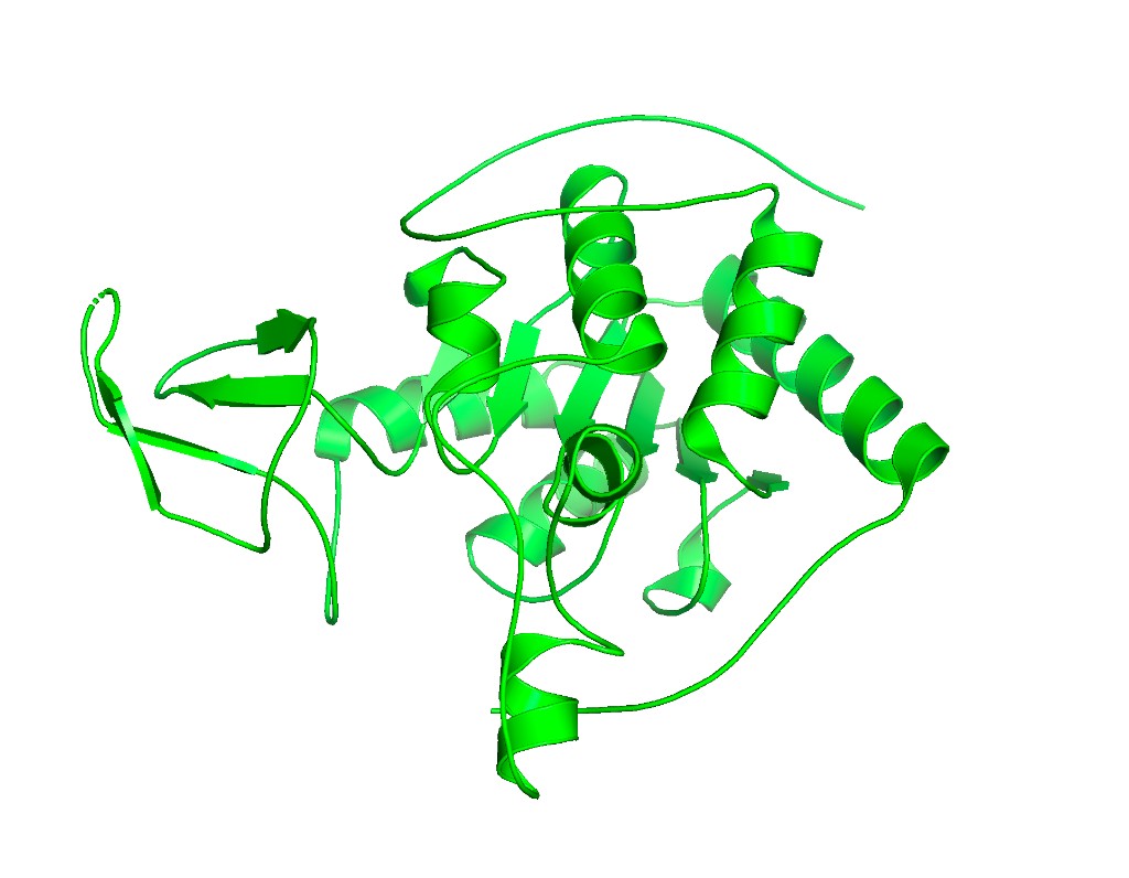 SIRT6 Ribbon Representation