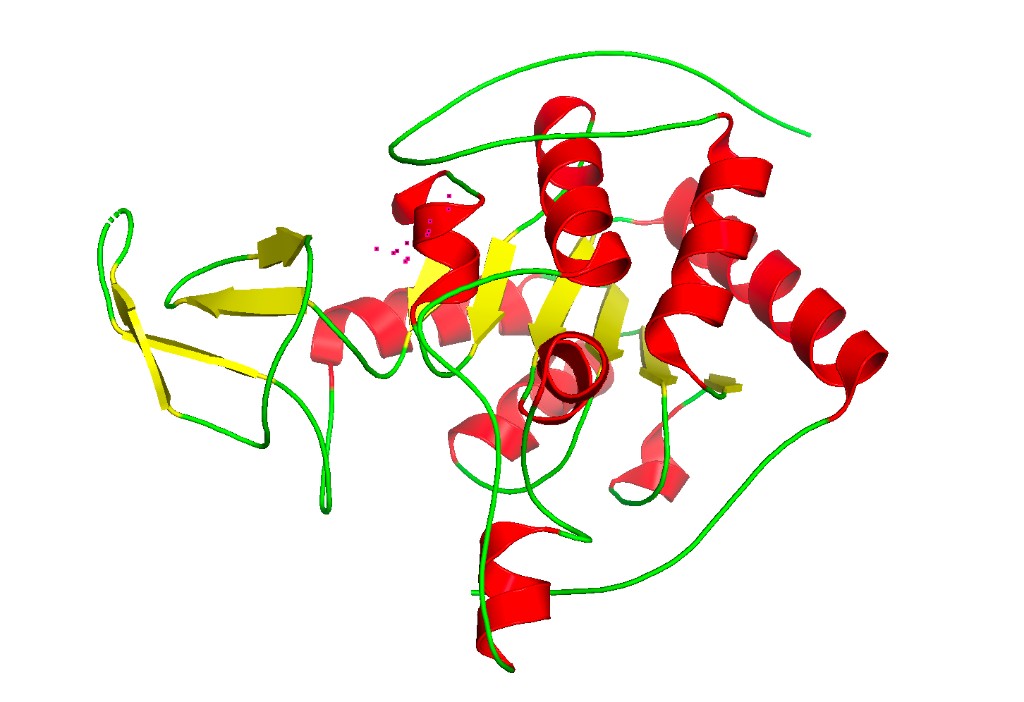 SIRT6 Colored by Secondary Structure — Red = helices, Yellow = sheets, Green = loops
