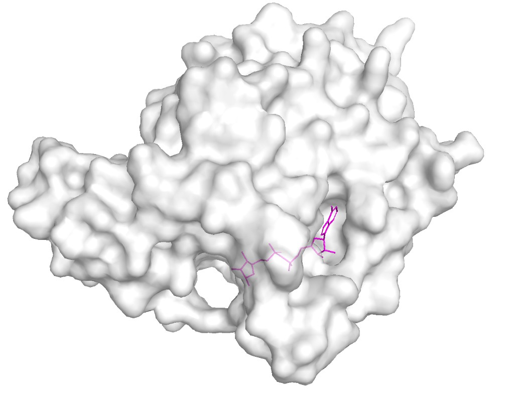 SIRT6 Surface Visualization — white semi-transparent surface with ADP-ribose ligand (magenta) in the binding pocket