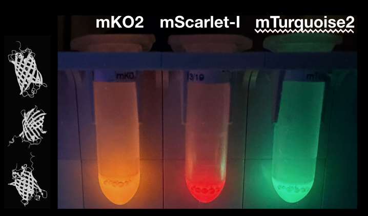 Fluorescent protein colors used in the artwork