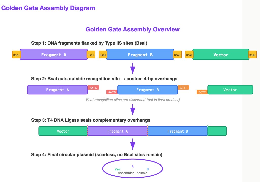Golden Gate Assembly diagram showing fragments flanked by BsaI sites, creation of custom overhangs, ligation, and final circular plasmid.