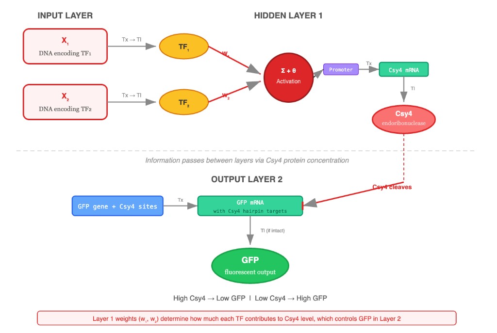 Hand-designed perceptron diagram showing two transcription factor inputs feeding a hidden layer that produces Csy4, which then regulates GFP in the output layer.