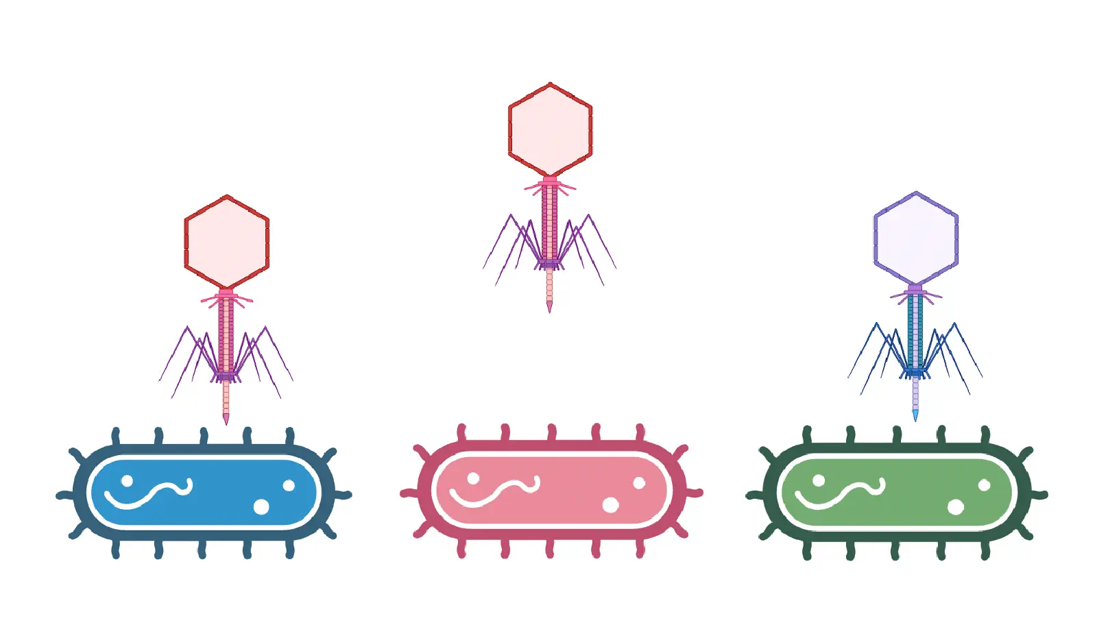 bacteriophages