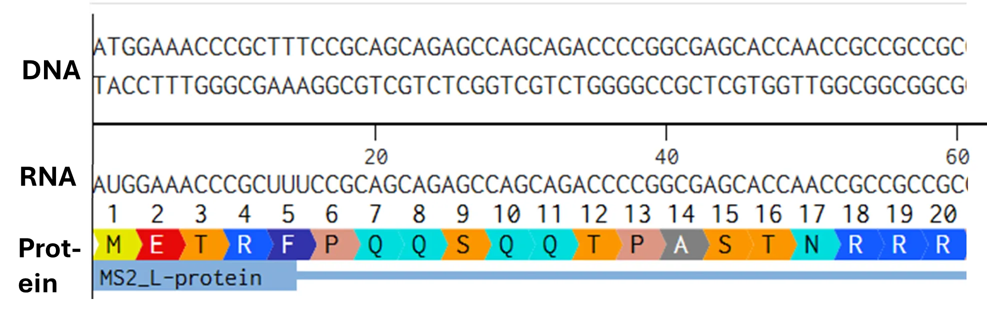 Rearranged snapshot of MS2 L-protein information flow from DNA to RNA to Protein. Captured from Ice’s Benchling and stitched together in a ppt