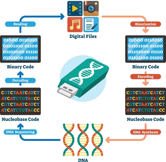 DNA-based digital data storage technology. Source: Archives in DNA: Workshop Exploring Implications of an Emerging Bio-Digital Technology through Design Fiction - Scientific Figure on ResearchGate. Available from: https://www.researchgate.net/figure/DNA-based-digital-data-storage-technology_fig1_353128454 [accessed 11 Feb 2025]
