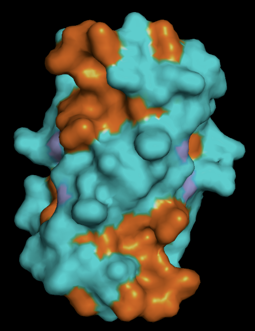insulin_residue_type