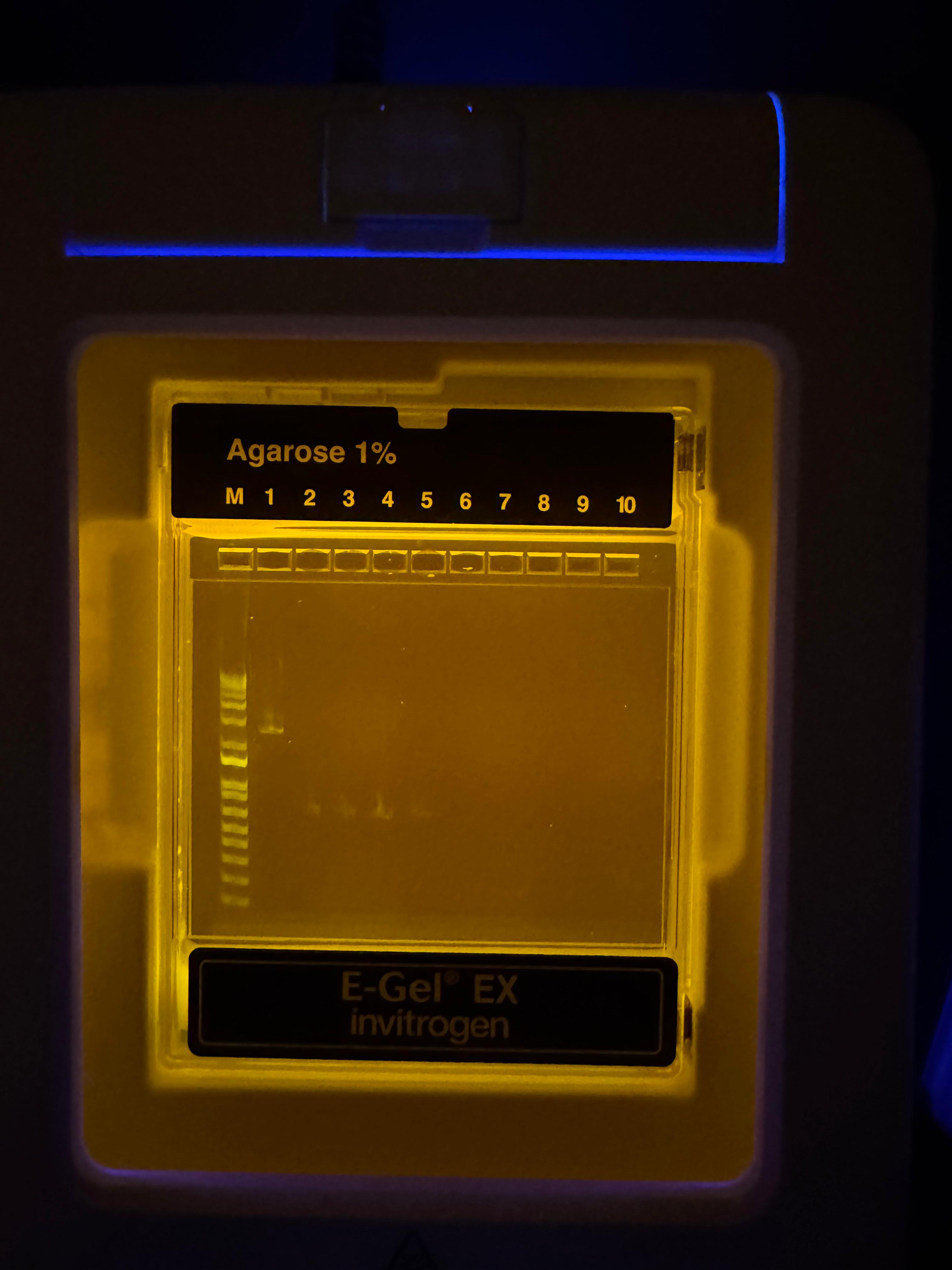 PCR_gel